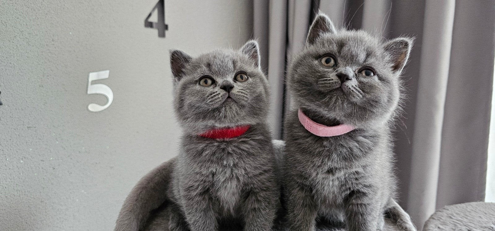 Prachtige 100% Britse Korthaar kittens, Meerdere dieren, Gechipt, 0 tot 2 jaar