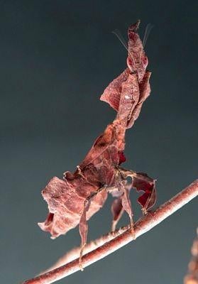Phyllocrania paradoxa nymphen, bidsprinkhaan, Dieren en Toebehoren