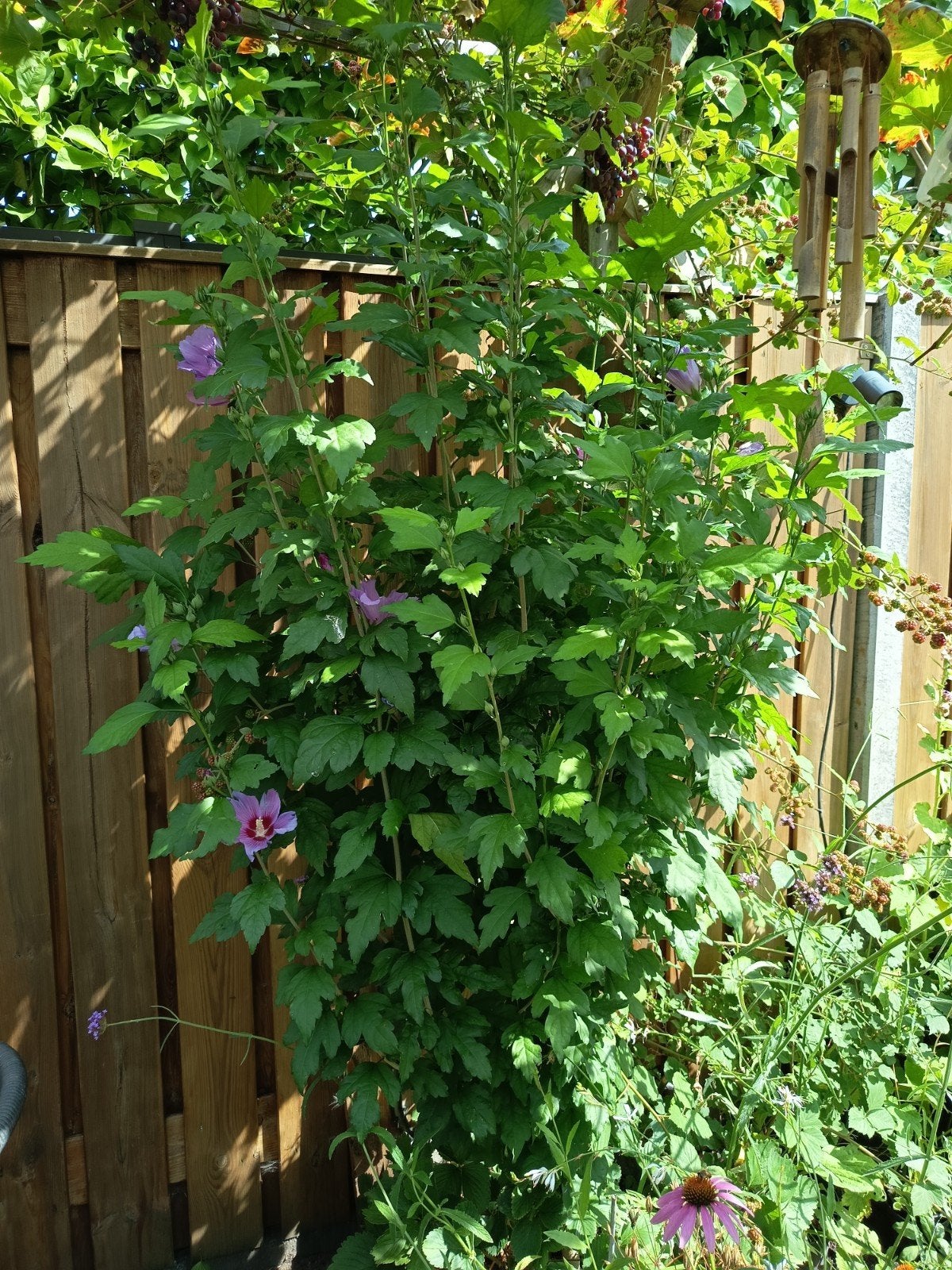 Hibiscus, Ophalen, Overige soorten, 100 tot 250 cm
