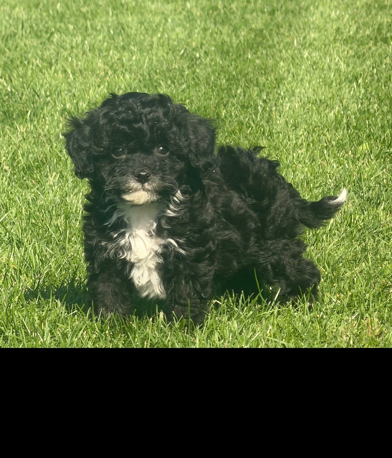 maltipoo x boomer pups, Overige rassen, CDV (hondenziekte), 8 tot 15 weken, Meerdere
