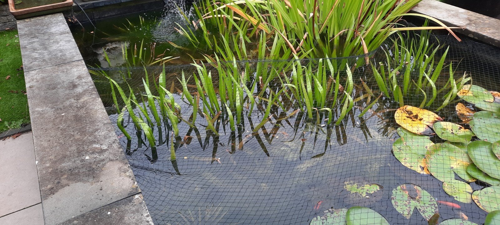 Krabbescheer - 2 grote voor € 5, Tuin en Terras, Ophalen, Gebruikt