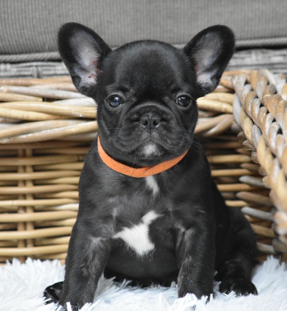 Franse bulldog puppys, 8 tot 15 weken, Parvo, Bulldog, Meerdere