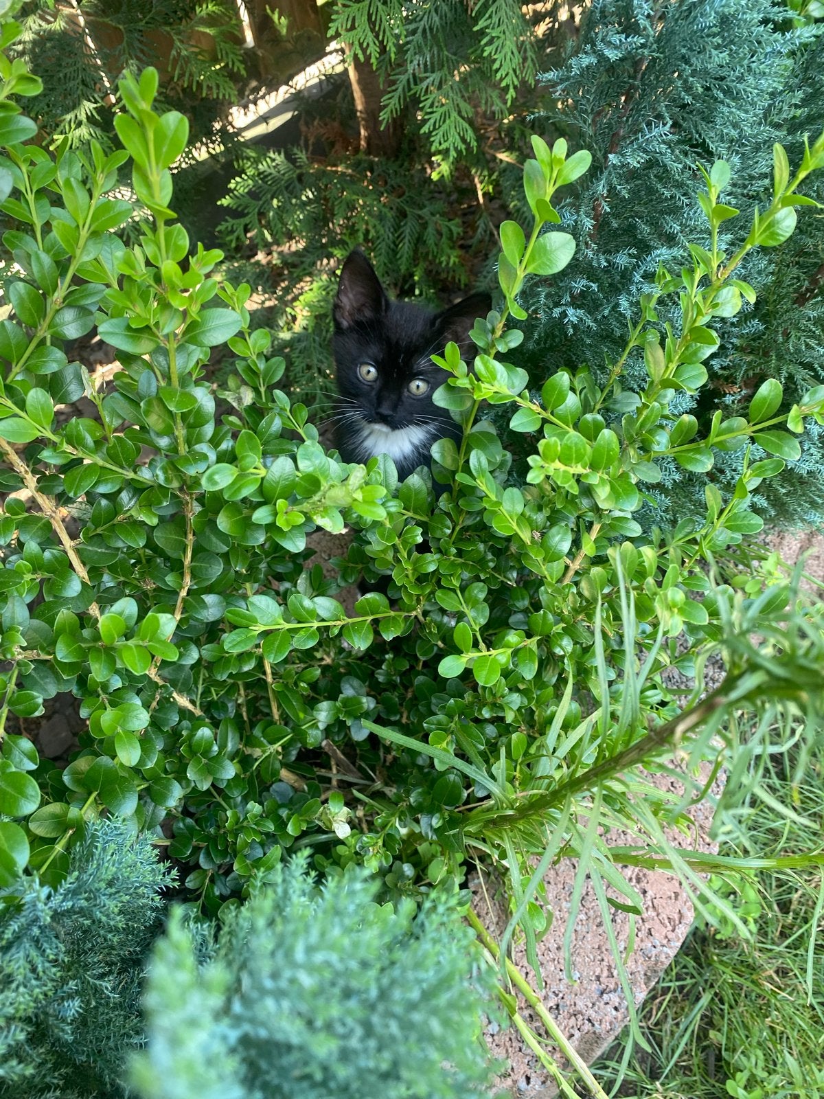 2 knappe kittens zoeken gouden mand, Kater