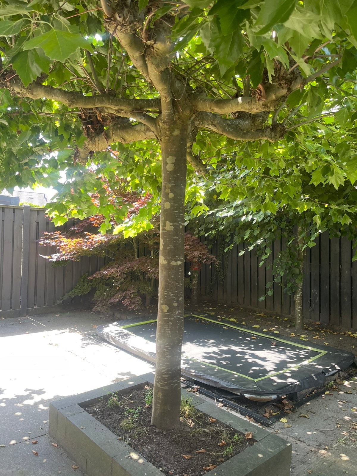 Gratis bomen kappen een meenemen, Ophalen, Volle zon, Overige soorten