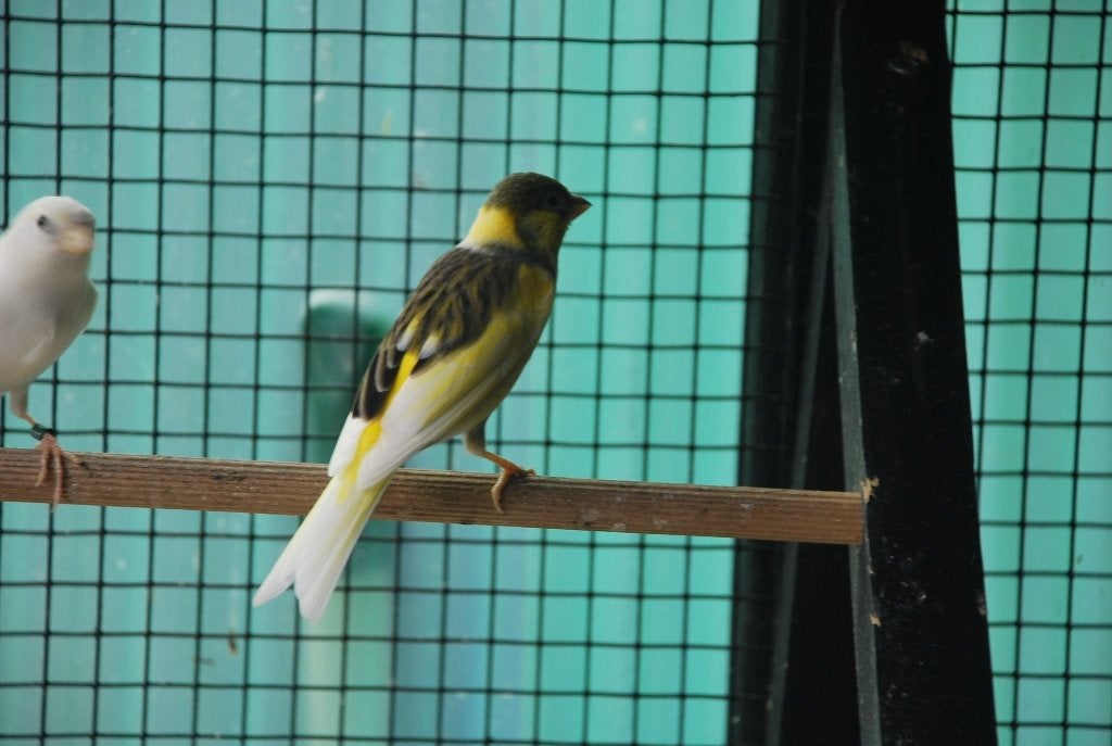 koppel razakanaries, Dieren en Toebehoren, Meerdere dieren, Postuurkanarie