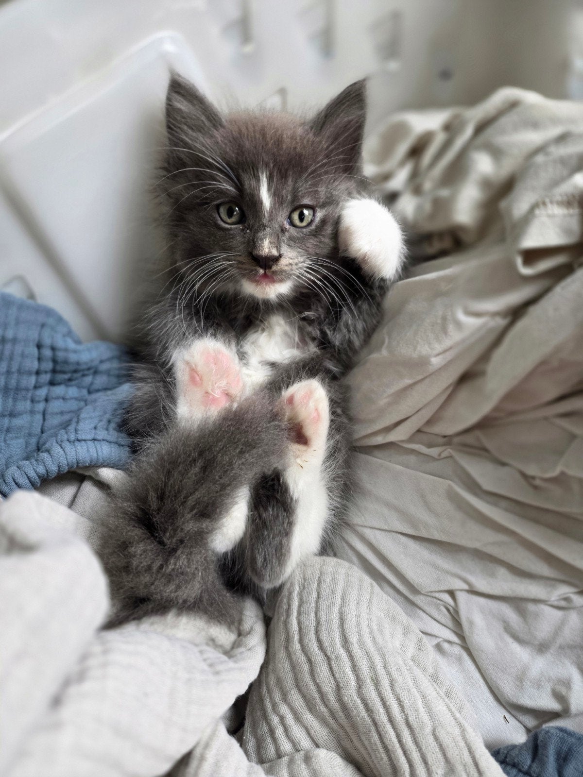 knappe kittens, kruising mainecoon ragdoll, langharig,  lief, Dieren en Toebehoren, Meerdere dieren, Langharig, 0 tot 2 jaar