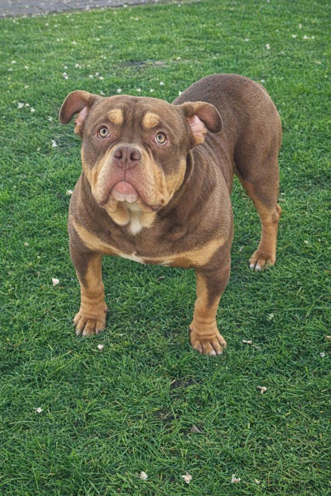 Dek reutje aan geboden pocket bully een jaar oud, Dieren en Toebehoren, 15 weken tot 1 jaar, Parvo, Bulldog, Meerdere