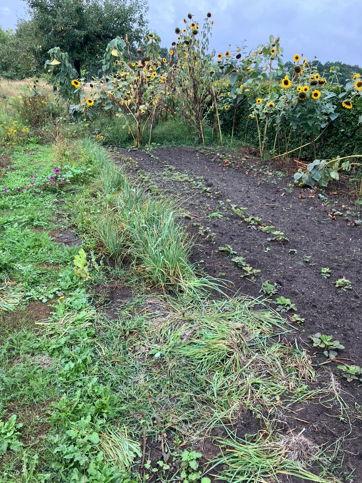 Preiplanten, Ophalen of Verzenden, Overige soorten, Minder dan 100 cm