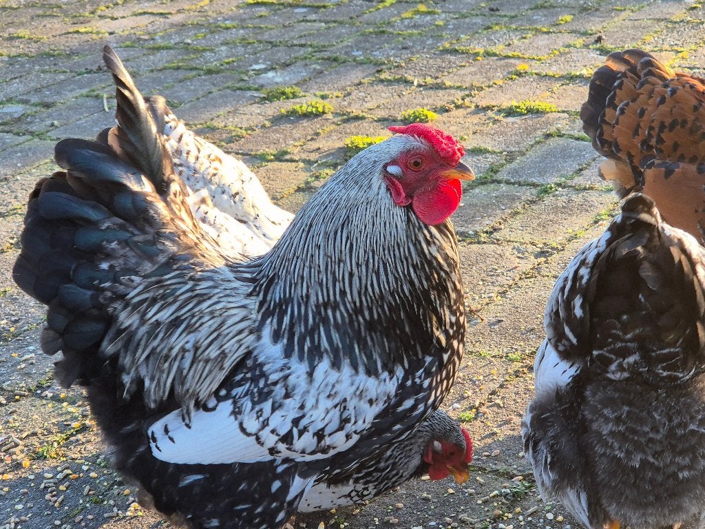 Wyandotte haan, Dieren en Toebehoren, Mannelijk, Kip