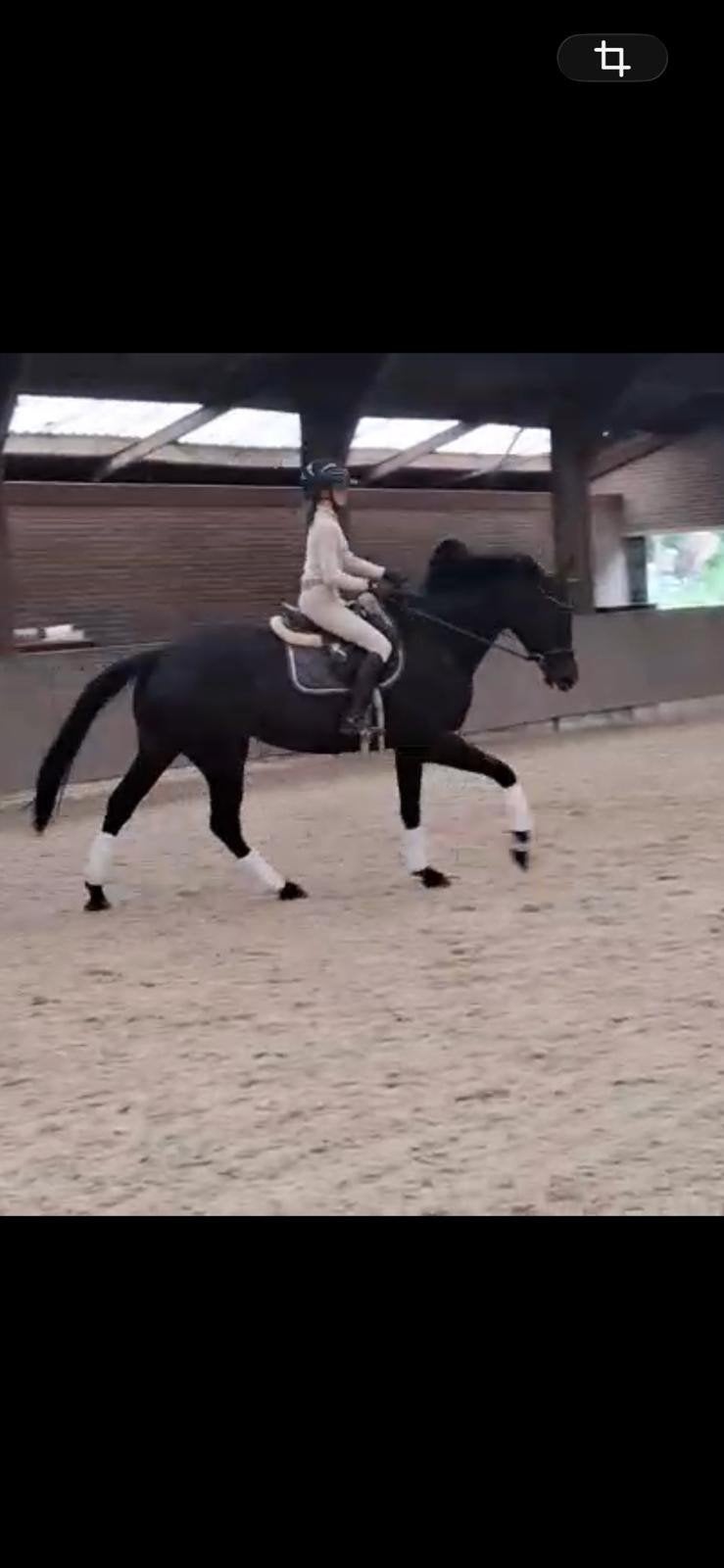 5 jarige brave ruin allround paard, Ruin, Dressuurpaard, 3 tot 6 jaar, 165 tot 170 cm