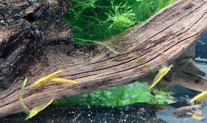 Yellow Backstripe garnalen 15 voor 10 euro, Dieren en Toebehoren, Vissen | Aquariumvissen, Kreeft, Krab of Garnaal