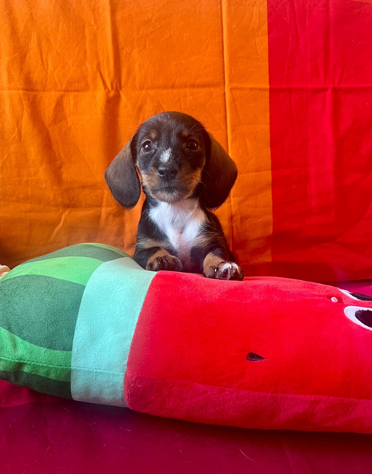 🩷🩷💙 dwergteckel dwerg teckel pups mogen verhuizen 💙🩷🩷, Dieren en Toebehoren, Parvo, 8 tot 15 weken, Korthaar, Dwerg