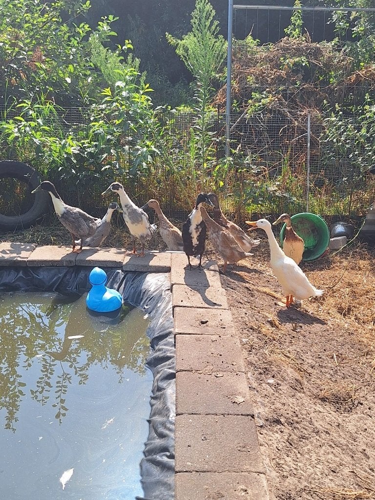 Loopeenden, Dieren en Toebehoren, Meerdere dieren, Eend