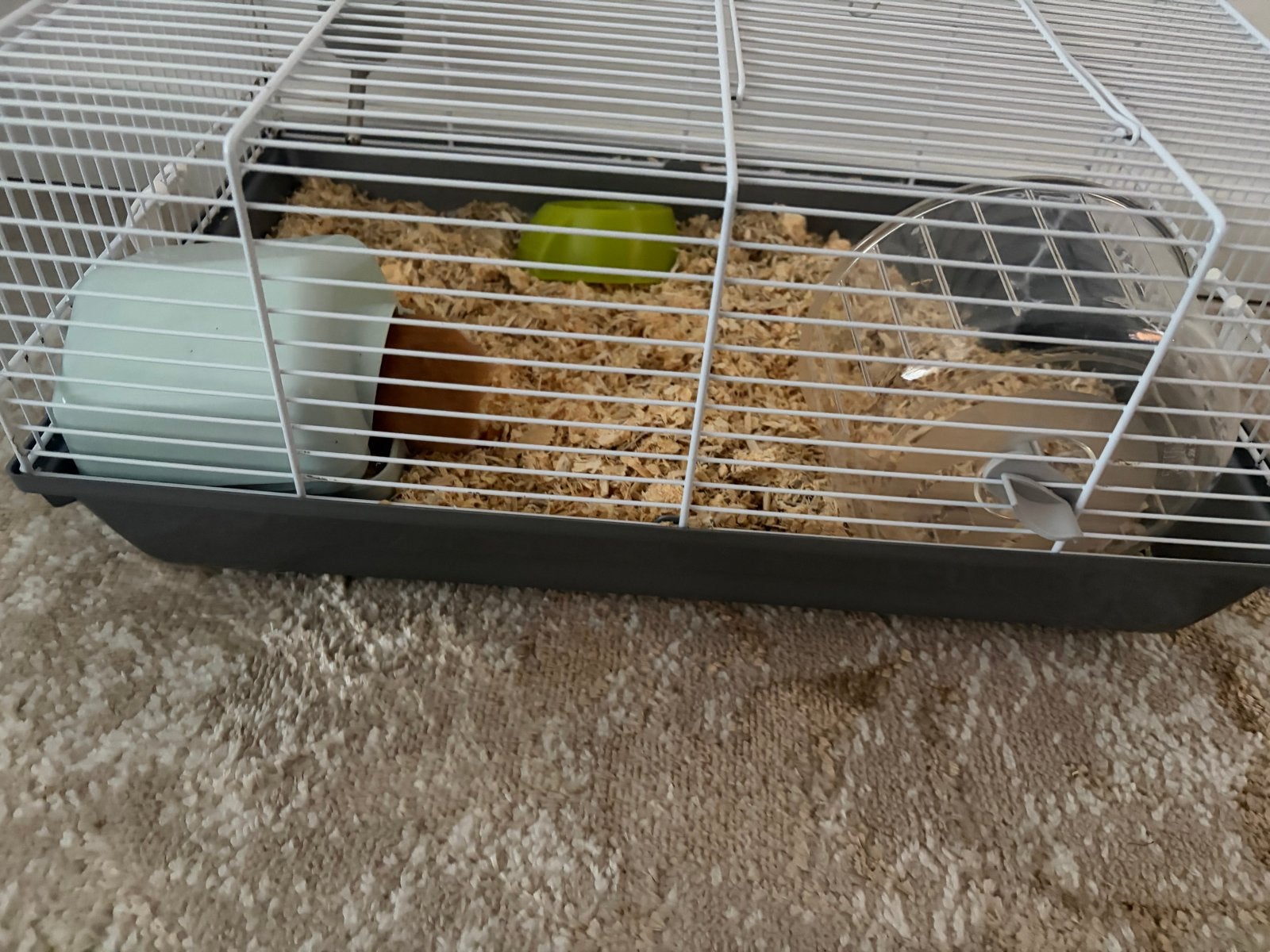 Tamme Goud hamstertje te koop, Dieren en Toebehoren, Knaagdieren, Hamster, Vrouwelijk, Mei, Tam