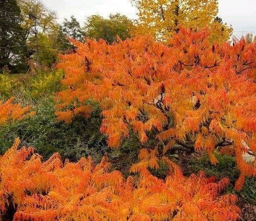 Fluweelboom | Azijnboom (Rhus typhina) | Opruiming! OP = OP, Tuin en Terras, Overige soorten, 100 tot 250 cm, Zomer, Ophalen