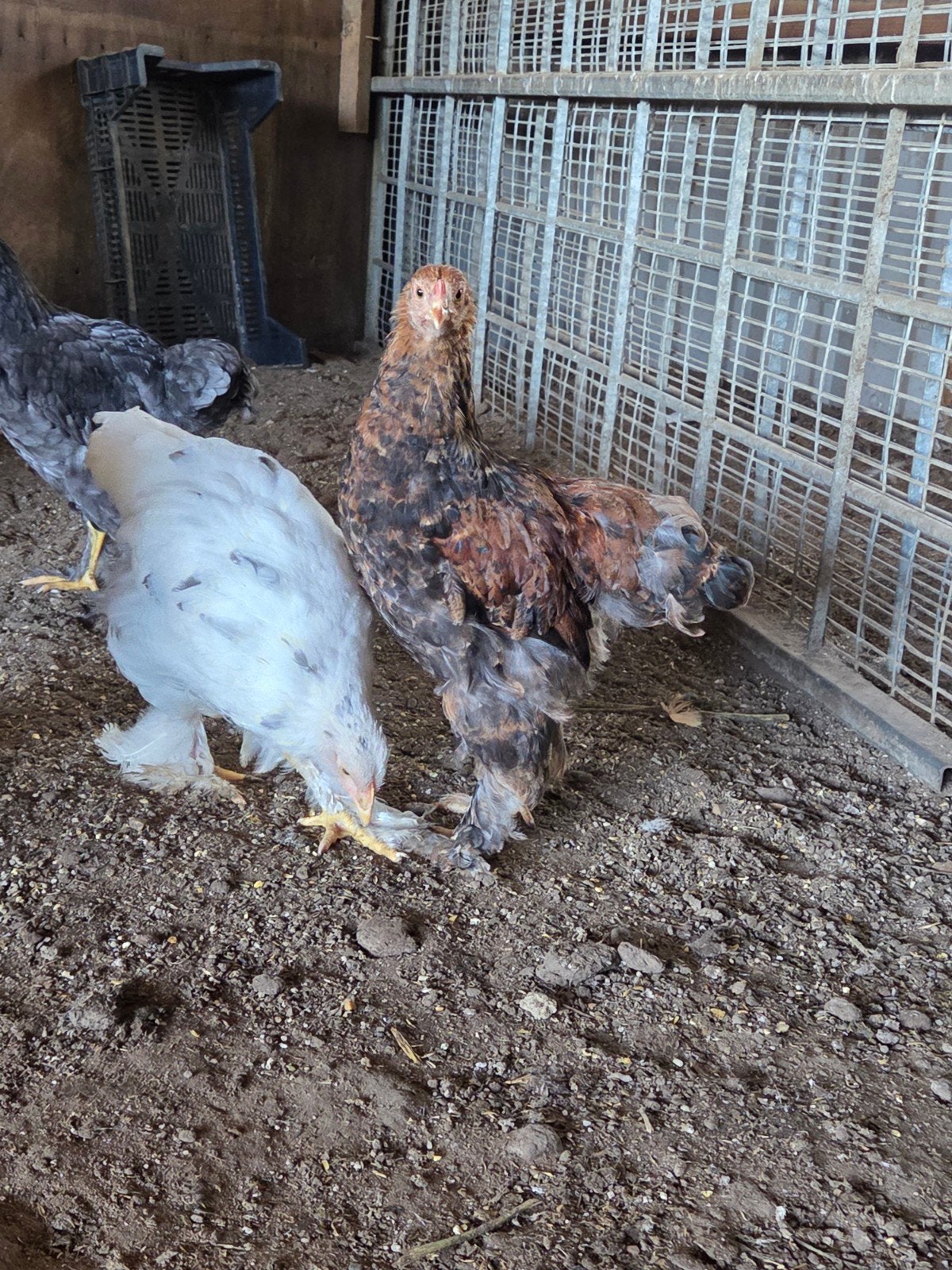 brahma kuikens, Meerdere dieren, Kip