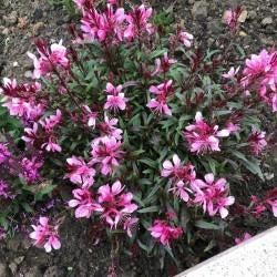 gaura lindheimeri gaudi rose prachtkaars, vaste sierplant, Tuin en Terras, Planten | Tuinplanten, Ophalen, Vaste plant, Overige soorten