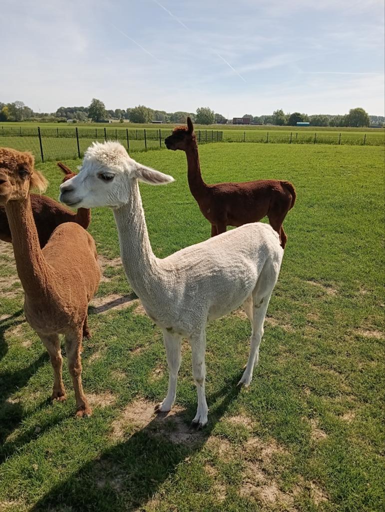 Alpaca merrie, Dieren en Toebehoren, Overige Dieren, Augustus, Vrouwelijk