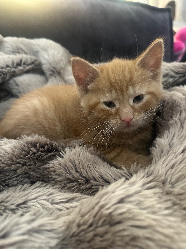 Twee lieve kittens, Meerdere dieren, Kortharig, 0 tot 2 jaar