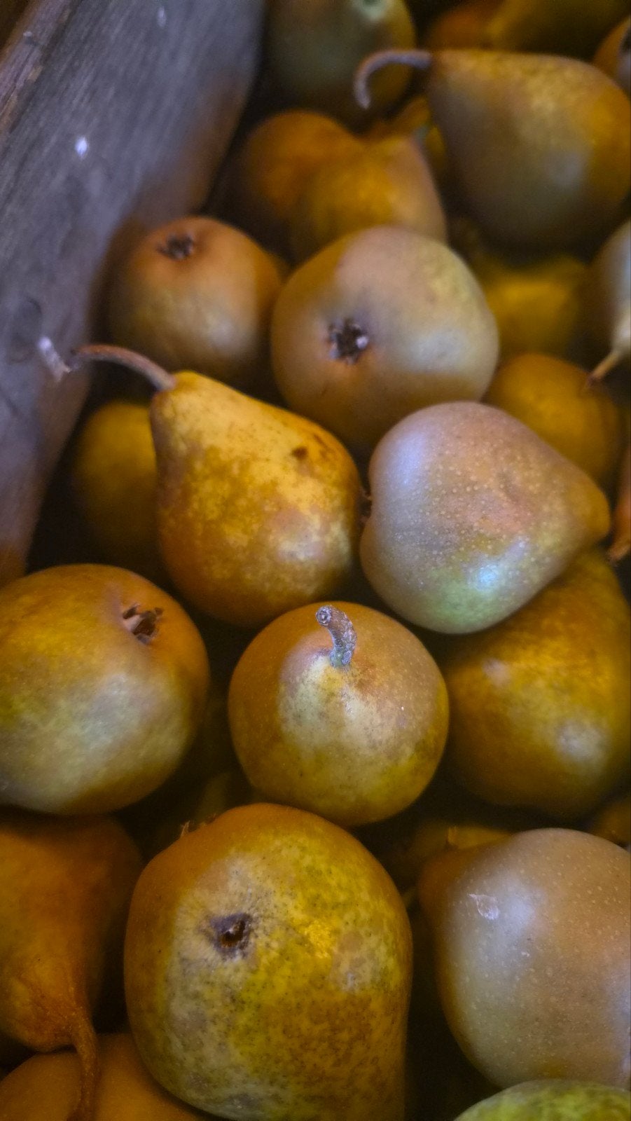 Gieser Wildeman Peren - Vers van Eigen Boom, Onbespoten, Ophalen