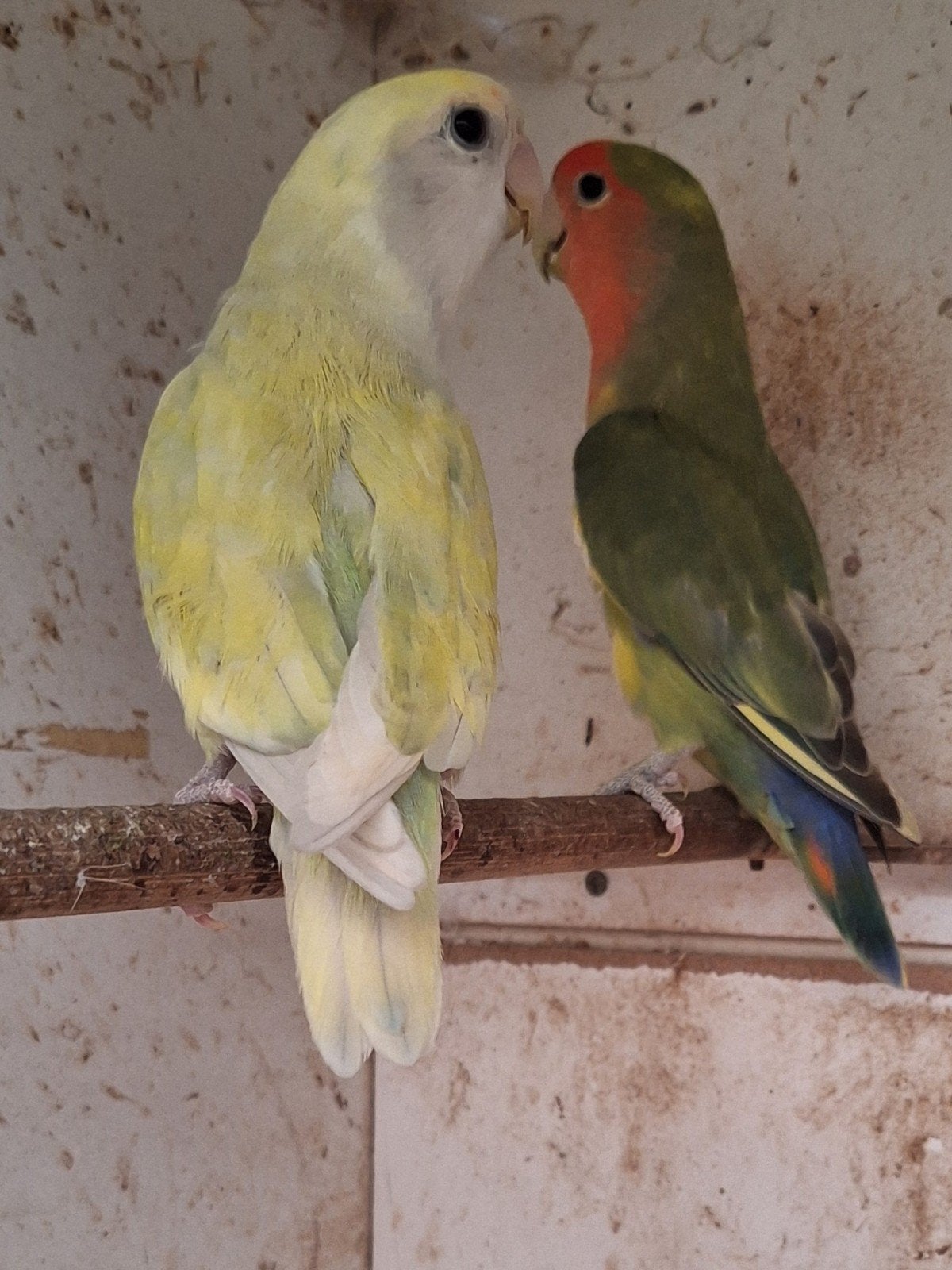 1 koppel agapornis roseicollis, Dieren en Toebehoren, Vogels | Parkieten en Papegaaien, Meerdere dieren, Dwergpapegaai of Agapornis