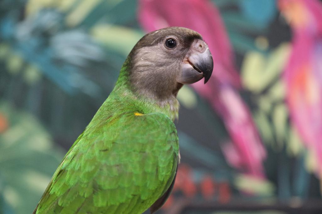 Jonge Baby Bonte boeren | Handtam | getest, Dieren en Toebehoren, Vogels | Parkieten en Papegaaien, Meerdere dieren, Papegaai