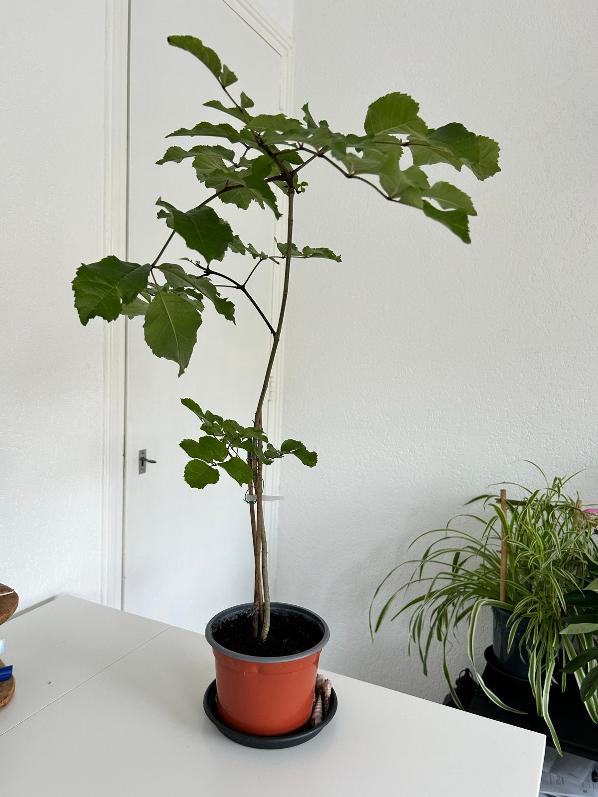 Jonge Roos plant in pot, Tuin en Terras, Planten | Tuinplanten, Overige soorten, Eenjarig, Ophalen of Verzenden, Volledige schaduw