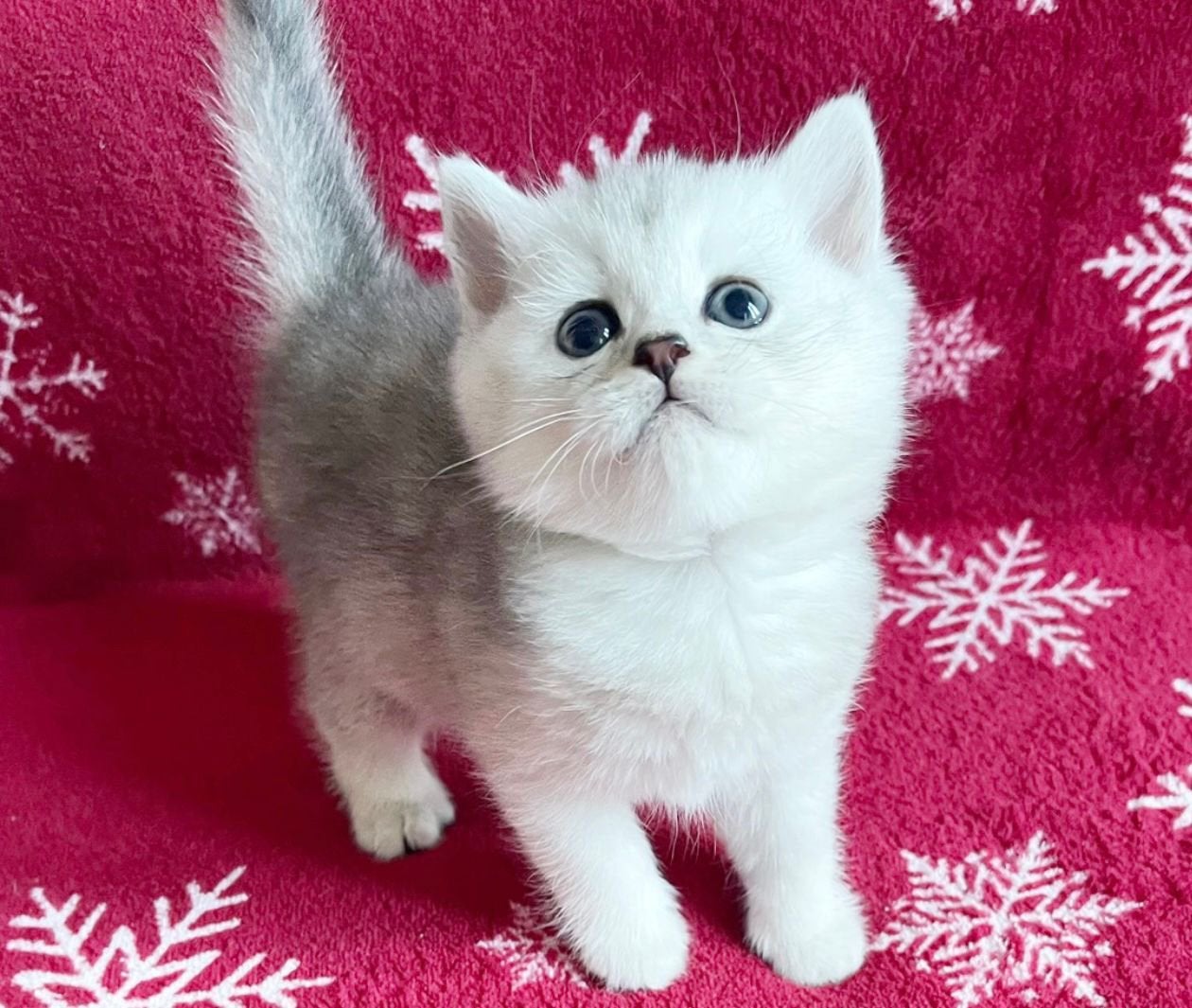 Schitterende en superlieve britse korthaar kittens!, Meerdere dieren, Ontwormd, 0 tot 2 jaar