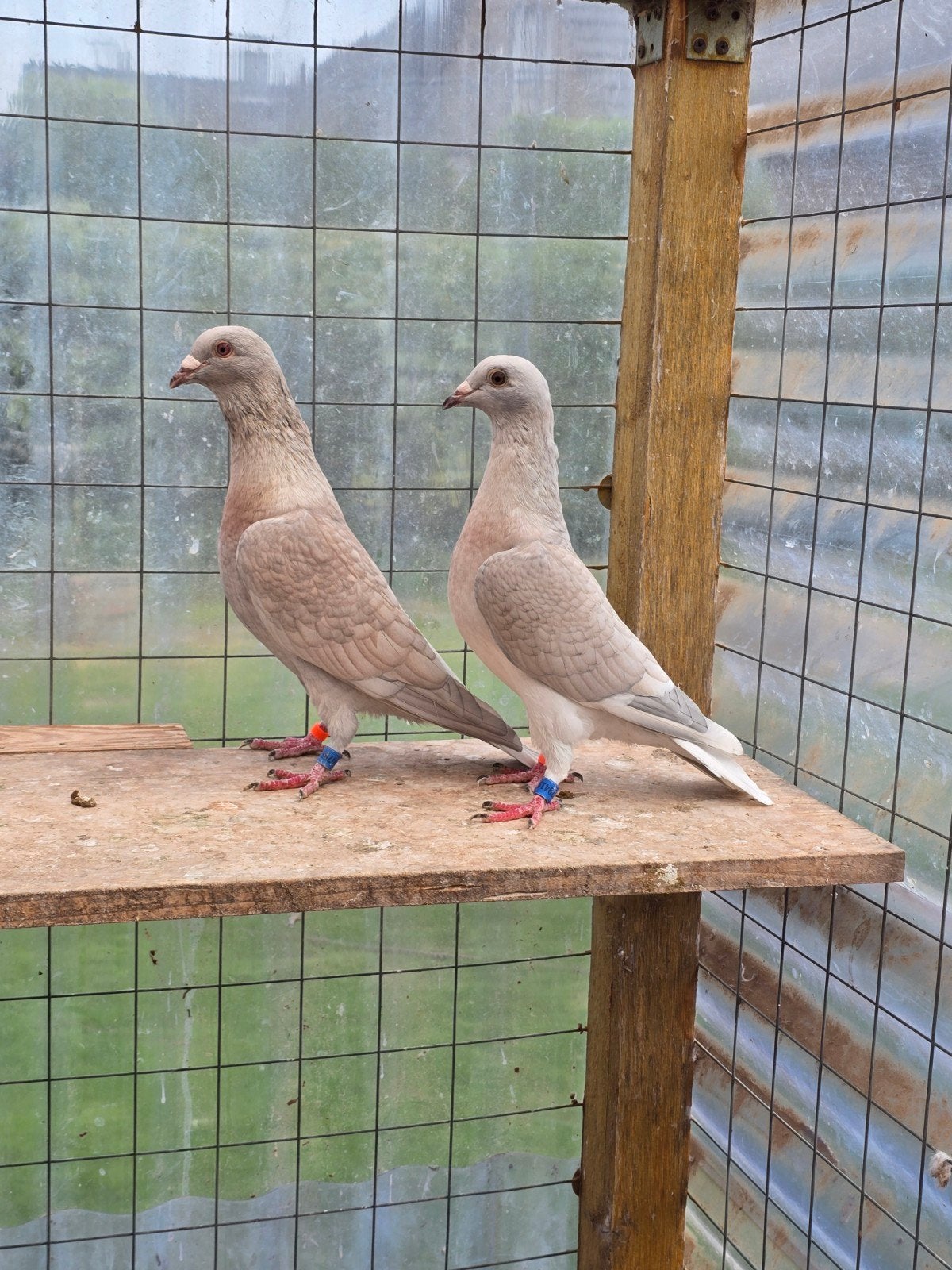 Reduced postduiven duiven koppel