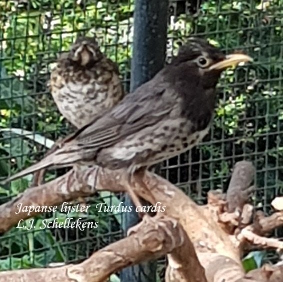 Japanse lijster, Vrouwelijk, Tropenvogel, Geringd