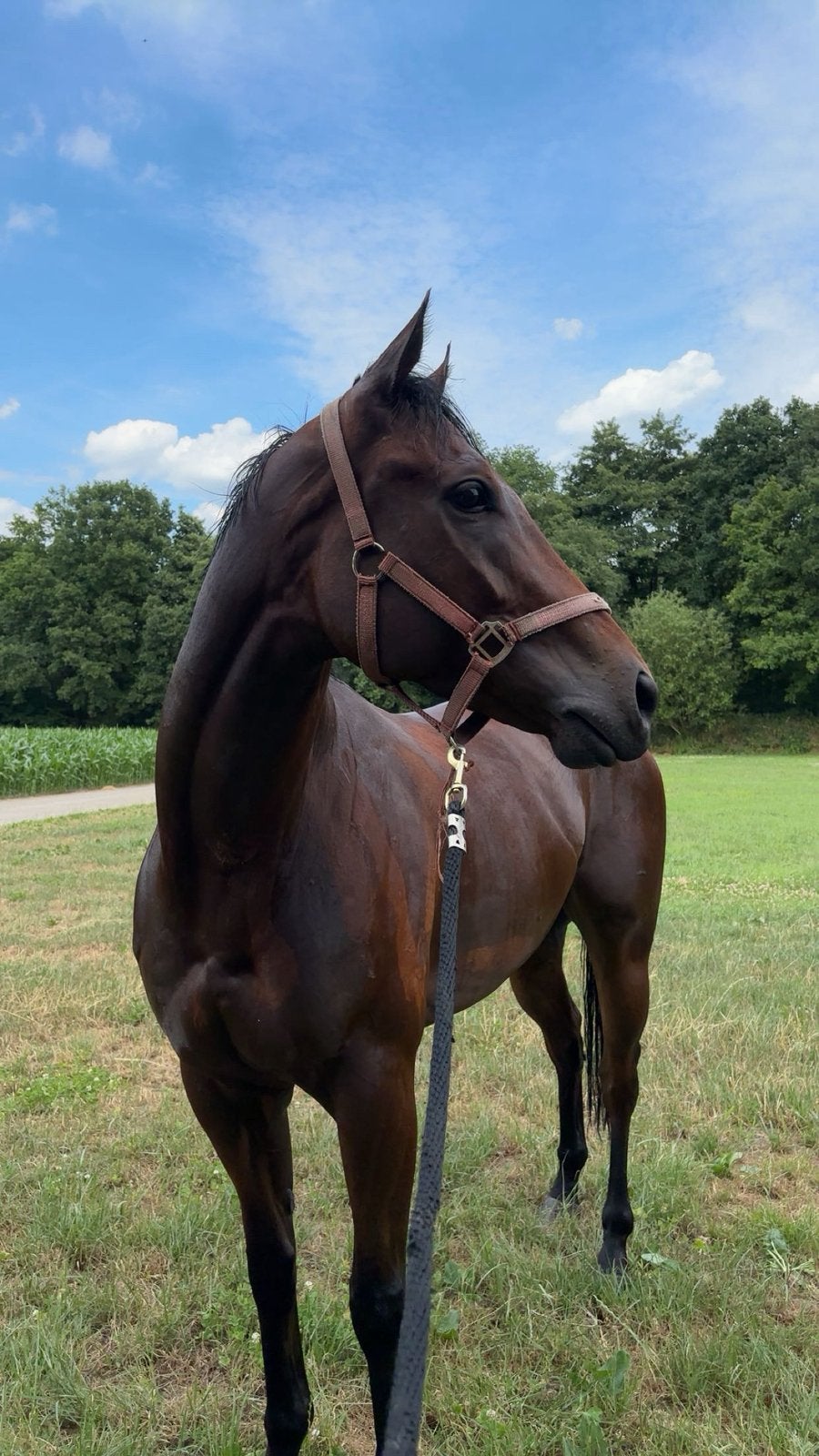 Brave 5 jarige ruin te koop, Ruin, 3 tot 6 jaar, 160 tot 165 cm, Recreatiepaard