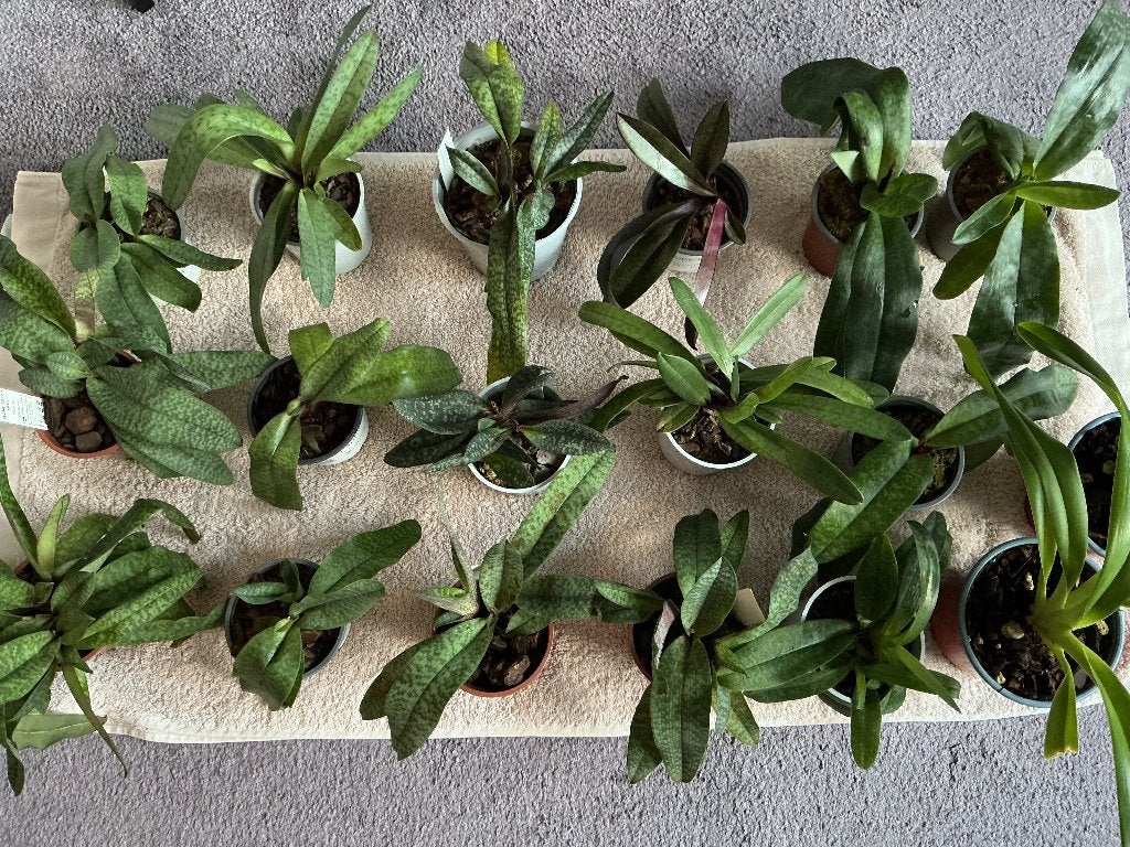 orchideeën Paphiopedium en Phragmipedium, Ophalen, In pot, Halfschaduw, Minder dan 100 cm