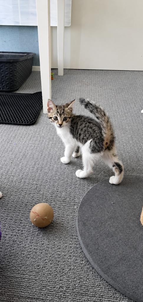 Te koop: schattige kitten, Dieren en Toebehoren, Katten en Kittens | Overige Katten, Kater, Kortharig, 0 tot 2 jaar