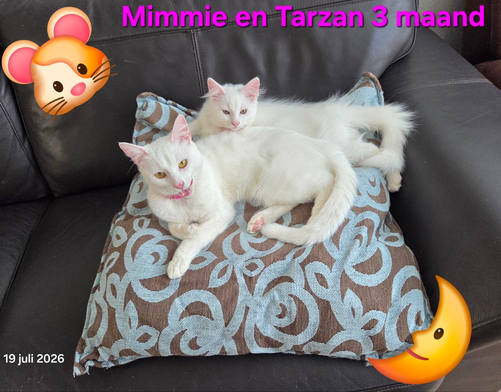 kitten kater Ragdol  met zijn Mama Siamees, Dieren en Toebehoren, Katten en Kittens | Raskatten | Langhaar, Kater, Gechipt