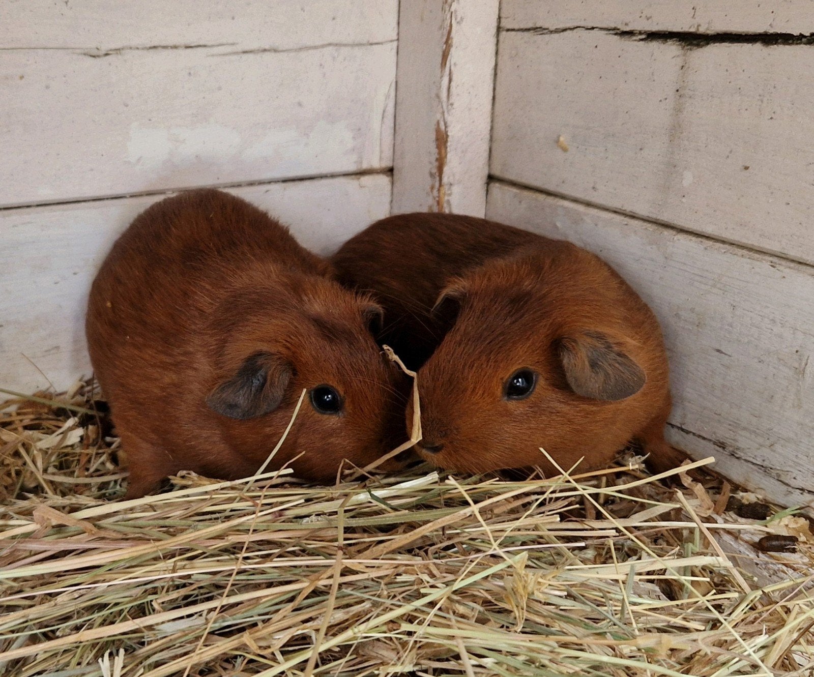 Lieve cavia broertjes, April, Mannelijk, Cavia