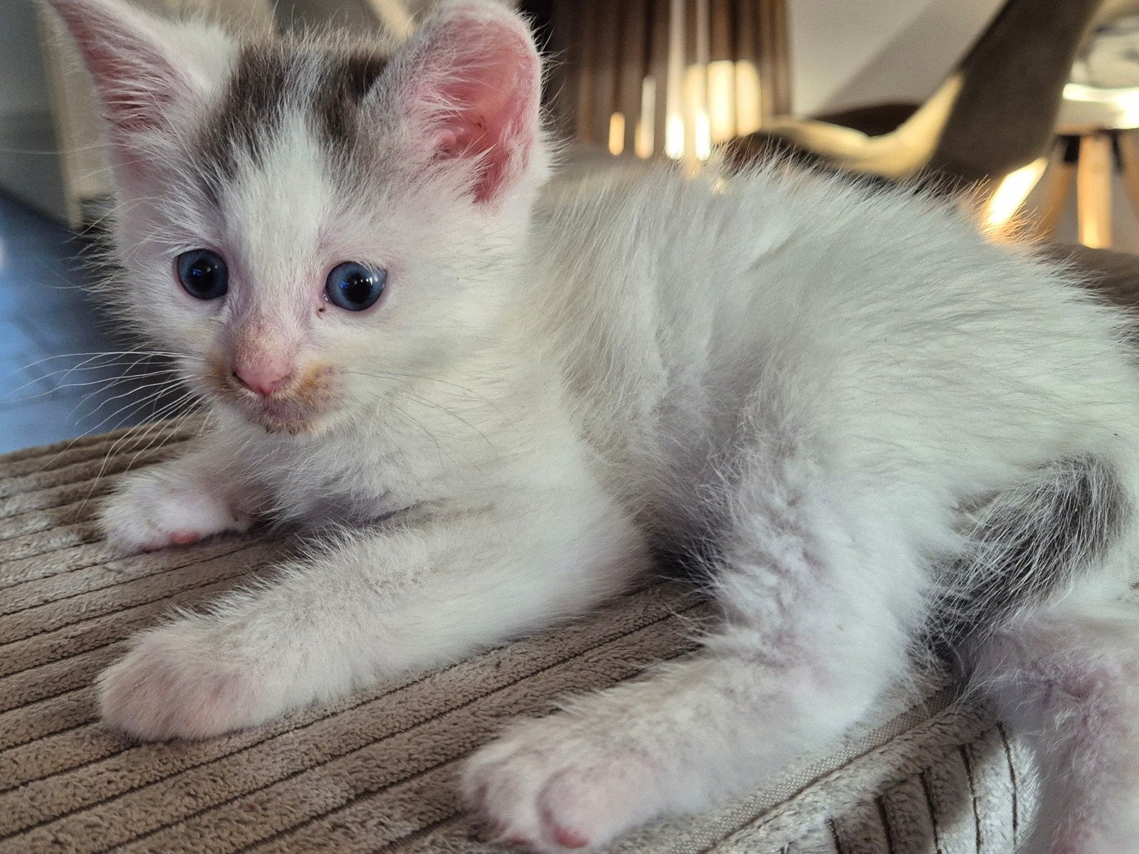 Maine coon kruising kitten, Poes, Ontwormd, 0 tot 2 jaar