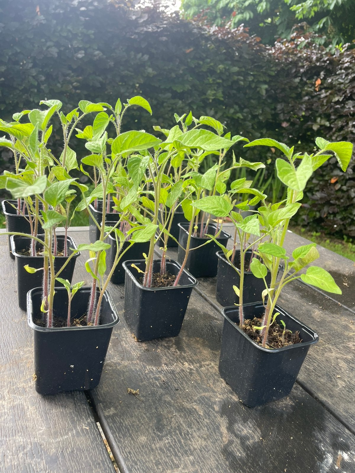 Kweekplantjes, Tuin en Terras, Planten | Tuinplanten, Ophalen, Eenjarig, Groenteplanten, Volle zon