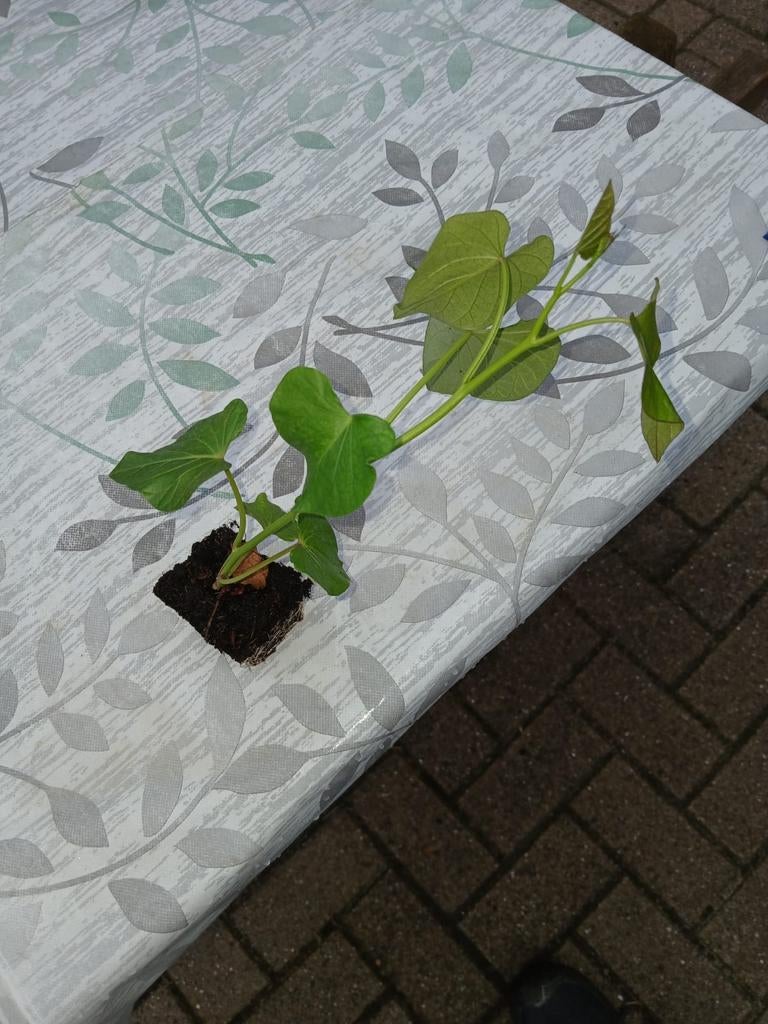 zoete aardappel stekjes, Ophalen, Volle zon, Groenteplanten, Eenjarig