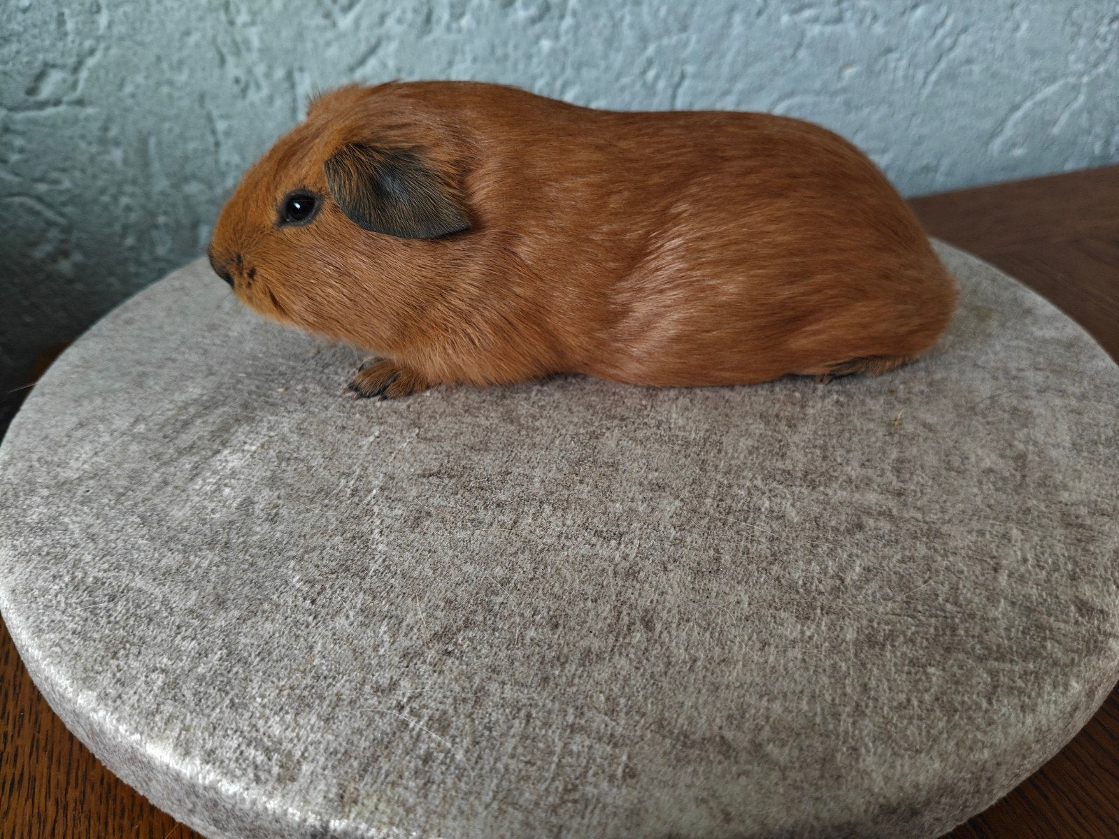 Rood Cali zwart zeug, Dieren en Toebehoren, Cavia, Vrouwelijk, Mei, Tam