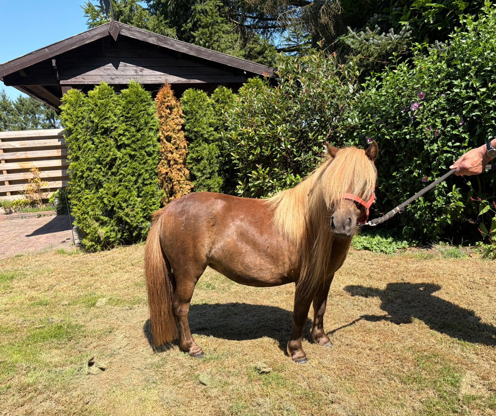 Mooie 3-jarige shetlander te koop, Dieren en Toebehoren, Merrie, A pony (tot 1.17m), Met stamboom, 3 tot 6 jaar
