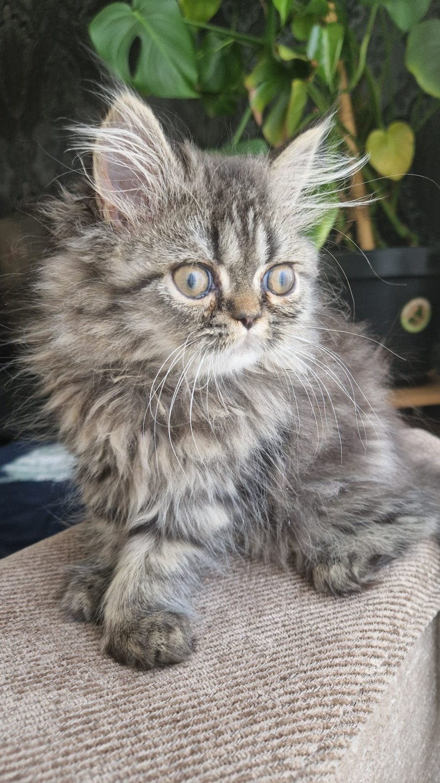 Perzisch kitten vrouwtje, Poes