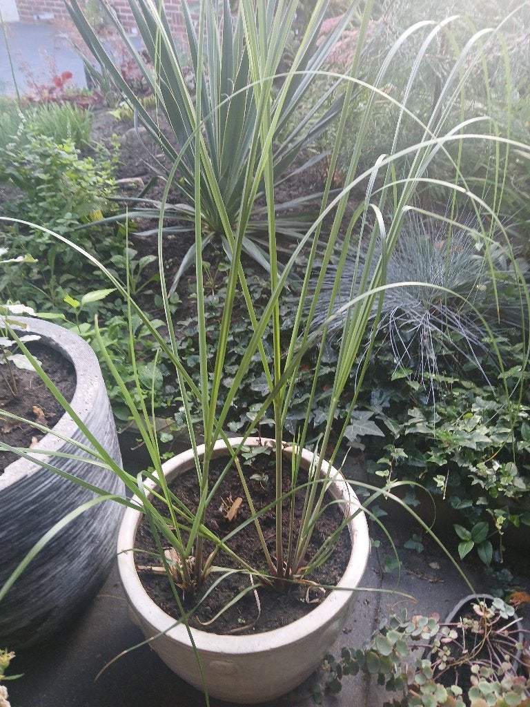Planten, Overige soorten, Volle zon, Vaste plant, Ophalen of Verzenden