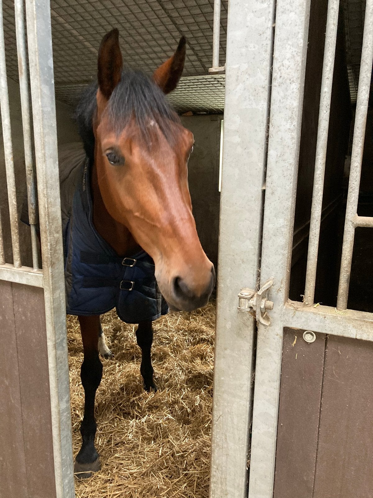 7 jarige dressuur fokmerrie/therapiepaard te koop, Dieren en Toebehoren, Merrie