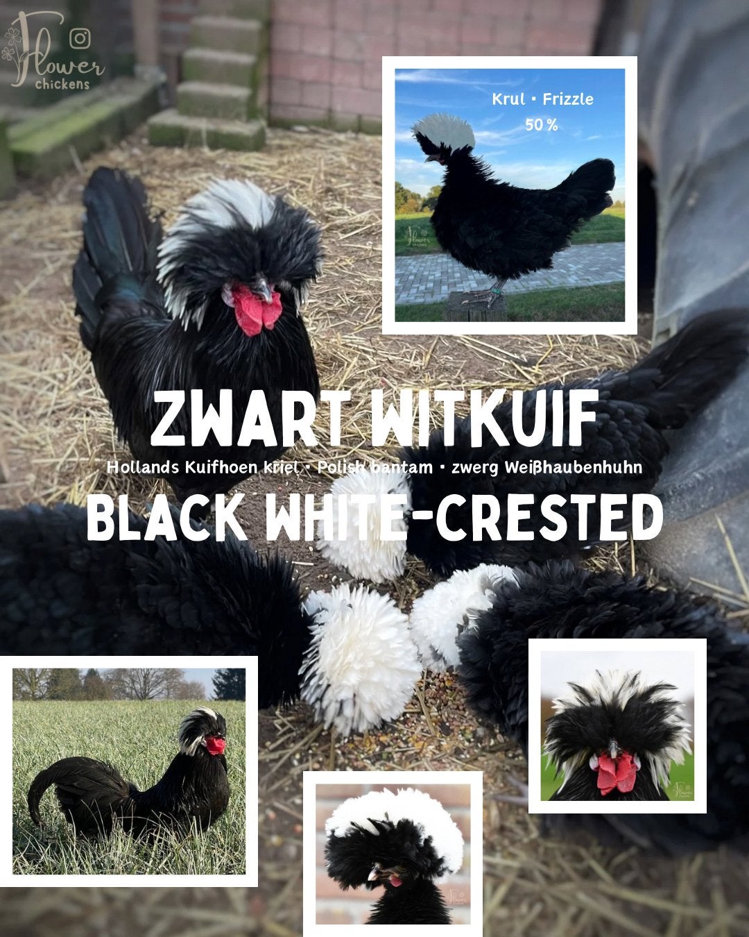 Broedeieren (baard)kuifhoen kriel, Overige typen, Eckhorsterstraat 5 7021KV Zelhem, Nieuw, Flower Chickens