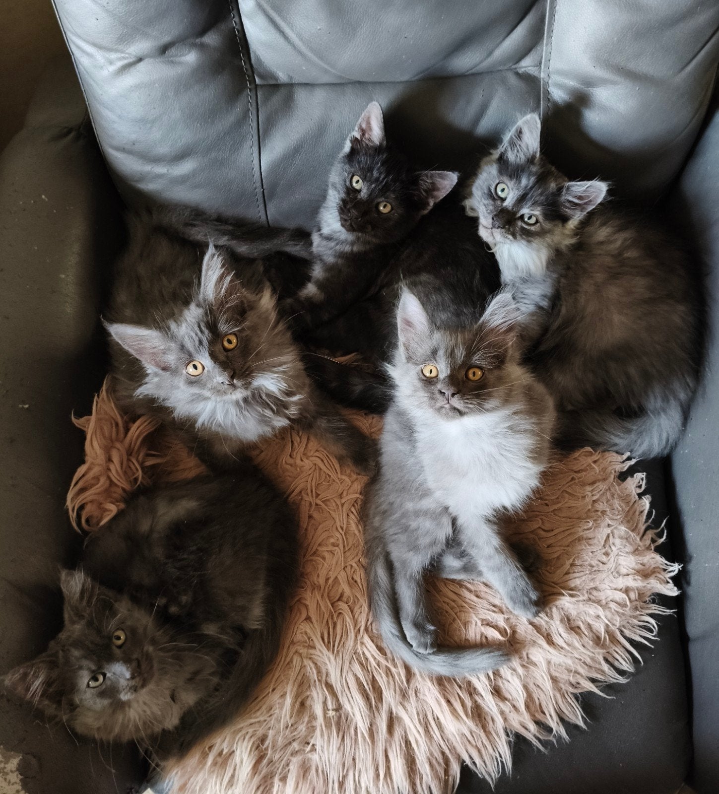 kittens, Meerdere dieren