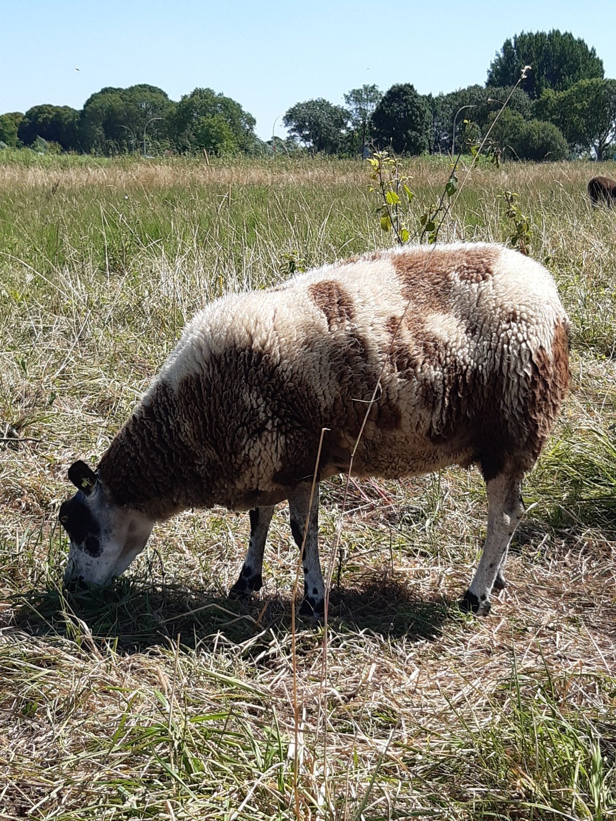 Bonte ooi, Dieren en Toebehoren, Vrouwelijk, Schaap, 0 tot 2 jaar
