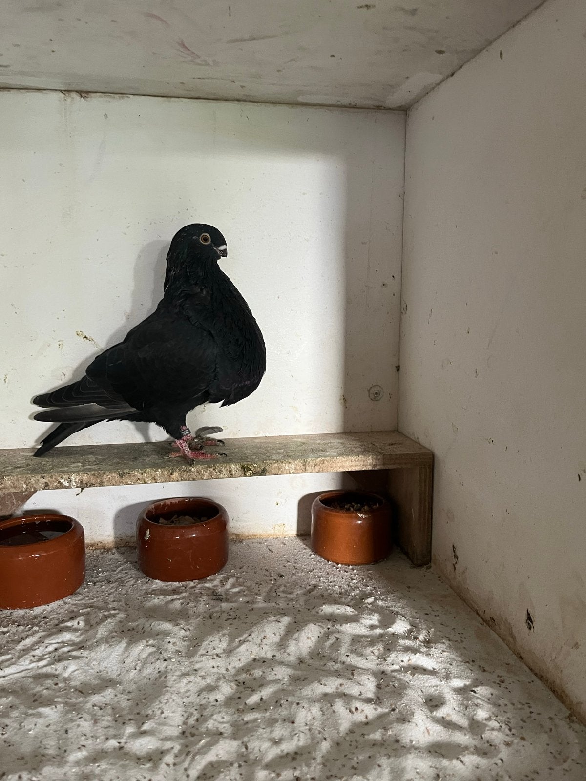 Canario kropper, Dieren en Toebehoren, Mannelijk, Kropper