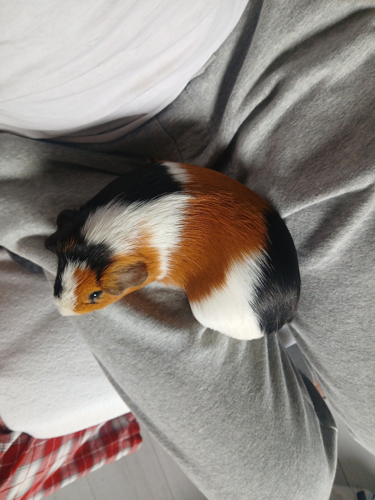 gratis 2 cavia beertjes 2 broers mooi getekend 1 jaar oud, Maart, Mannelijk, Cavia