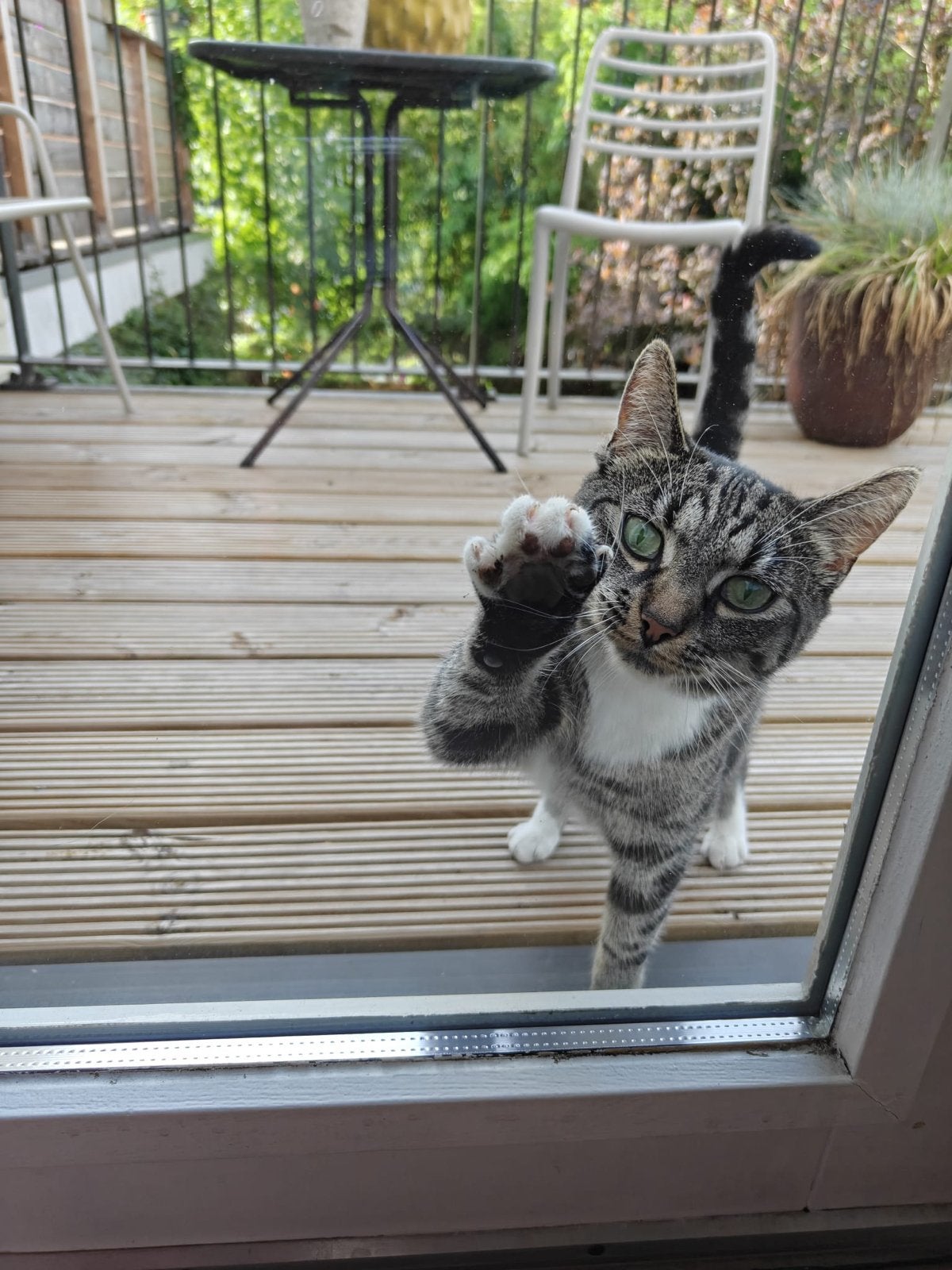 ‼️Tijdelijke opvang gezocht voor poes ‼️, Dieren en Toebehoren, Katten en Kittens | Overige Katten, Poes