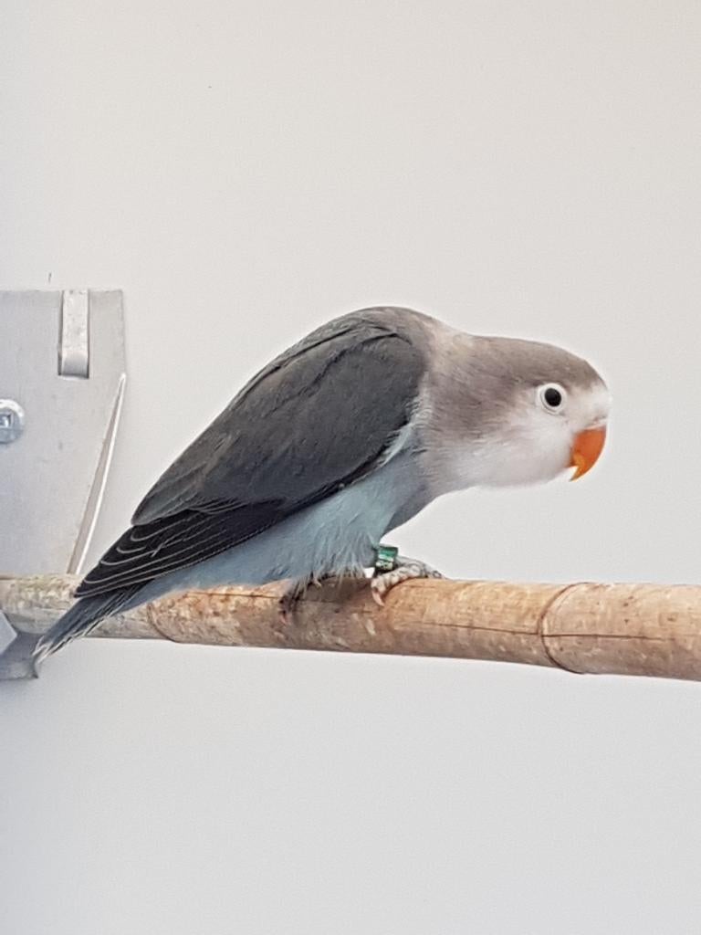 Fischerie, Dieren en Toebehoren, Vogels | Parkieten en Papegaaien, Mannelijk, Dwergpapegaai of Agapornis, Geringd